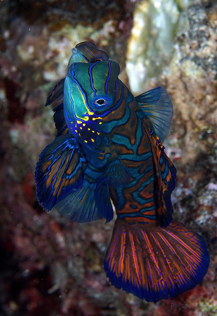 Banda Sea 2018 - DSC06050_rc - Mandarinfish - Poisson mandarin - Synchiropus splendidus.jpg